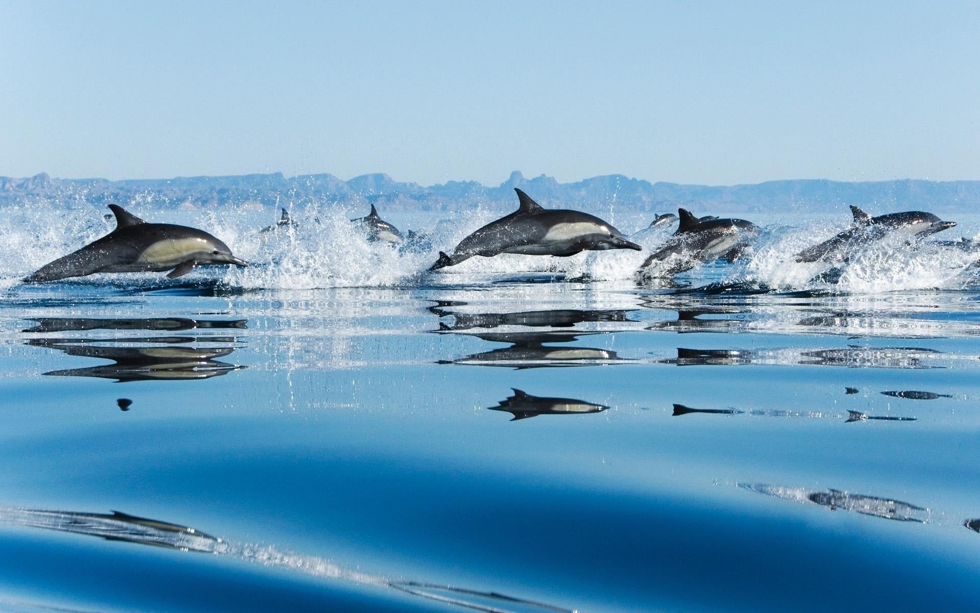 Dolphins swimming on ocean