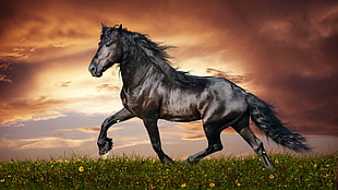 brown and black horse, animals, horse, clouds HD wallpaper
