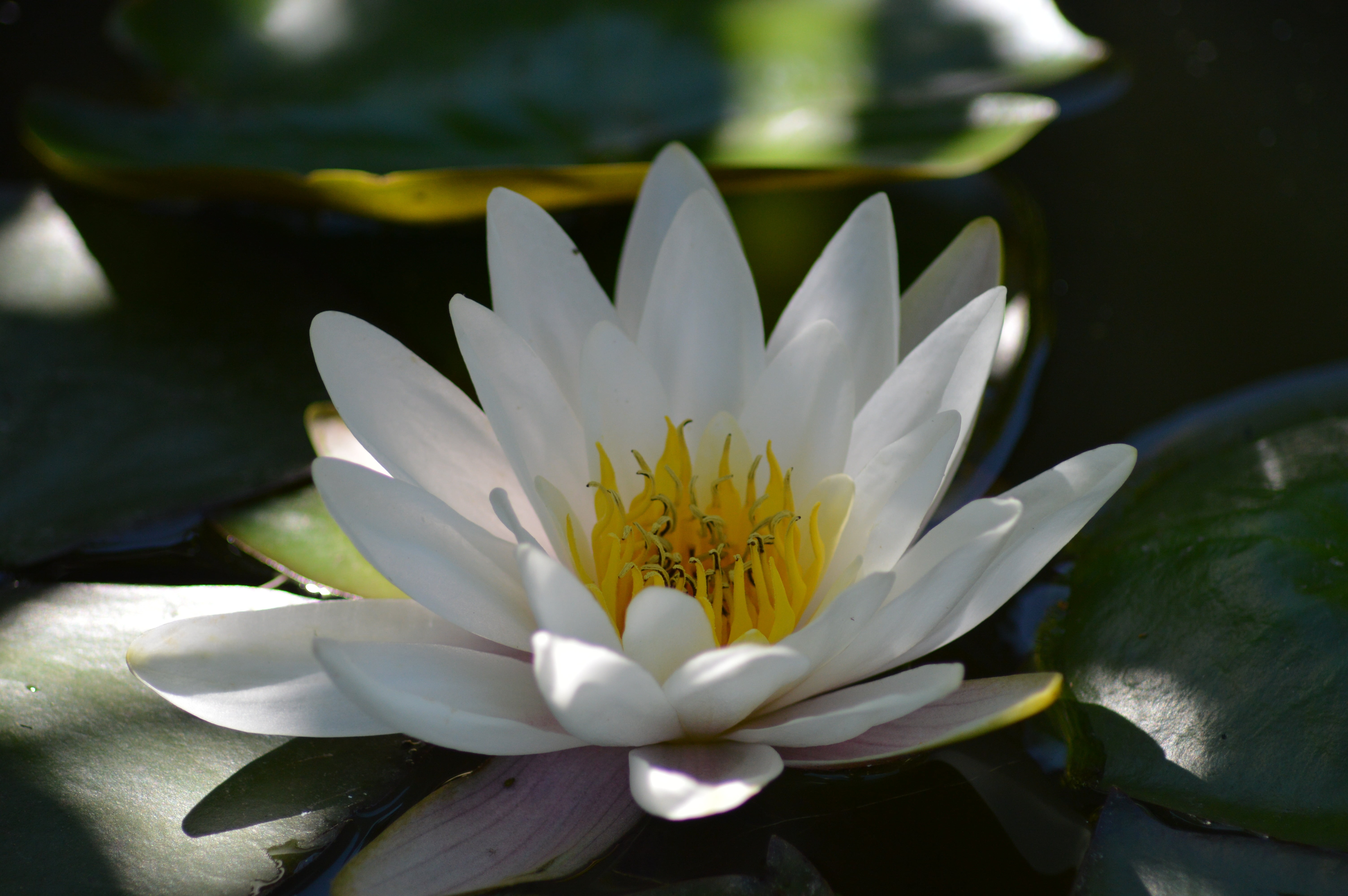 close up photo of Lotus flower floating on water