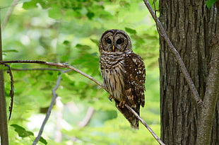 brown Owl on twig, barred owl