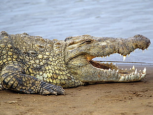 beige and gray crocodile