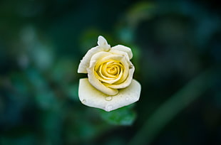 yellow rose flower, Rose, Bud, Drops HD wallpaper