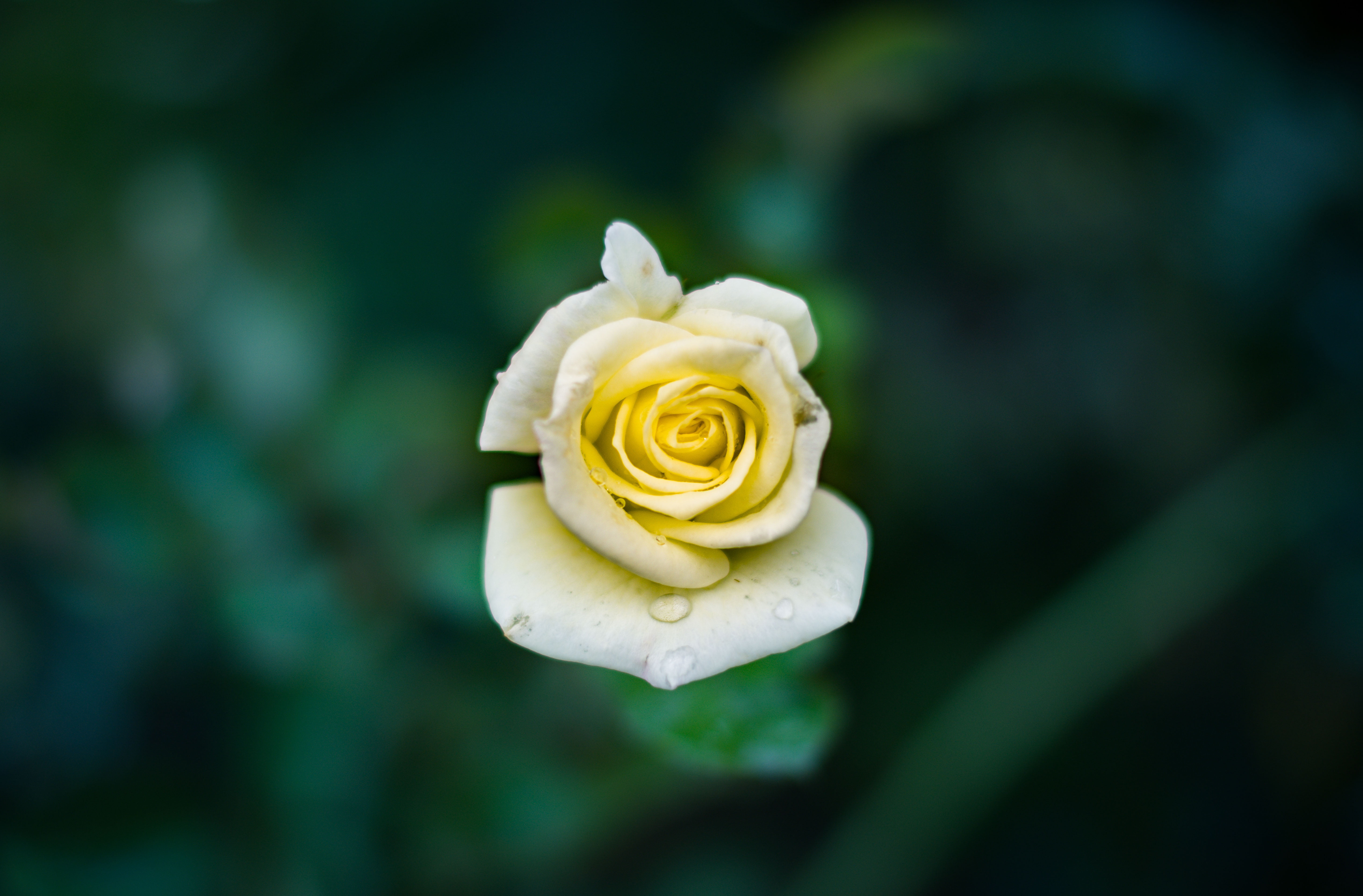 yellow rose flower, Rose, Bud, Drops