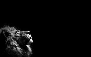 lion head, monochrome, lion, animals HD wallpaper