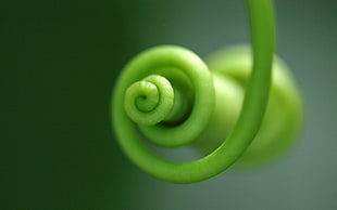 green string, plants, green, macro