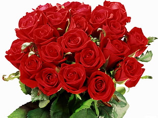 red Roses photo