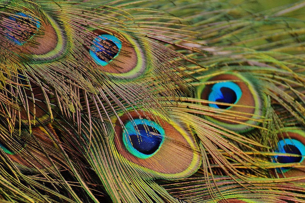 close up photo of peacock feathers HD wallpaper