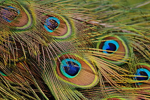 close up photo of peacock feathers HD wallpaper