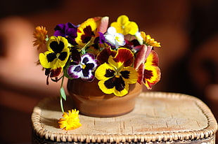 yellow and white flowers on brown ceramic pot