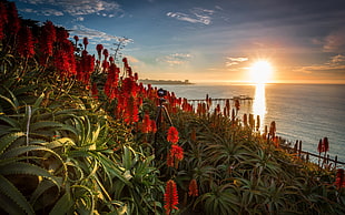 red flowers, flowers, sea, sunlight, sky HD wallpaper