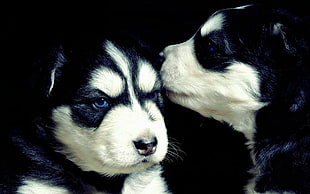 two black-and-white Siberian husky puppies, Siberian Husky , dog, baby animals, animals HD wallpaper