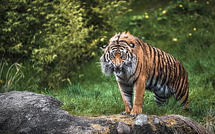 brown and black tiger on rock HD wallpaper