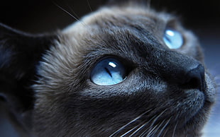 brown siamese cat, cat, blue eyes, face, animals
