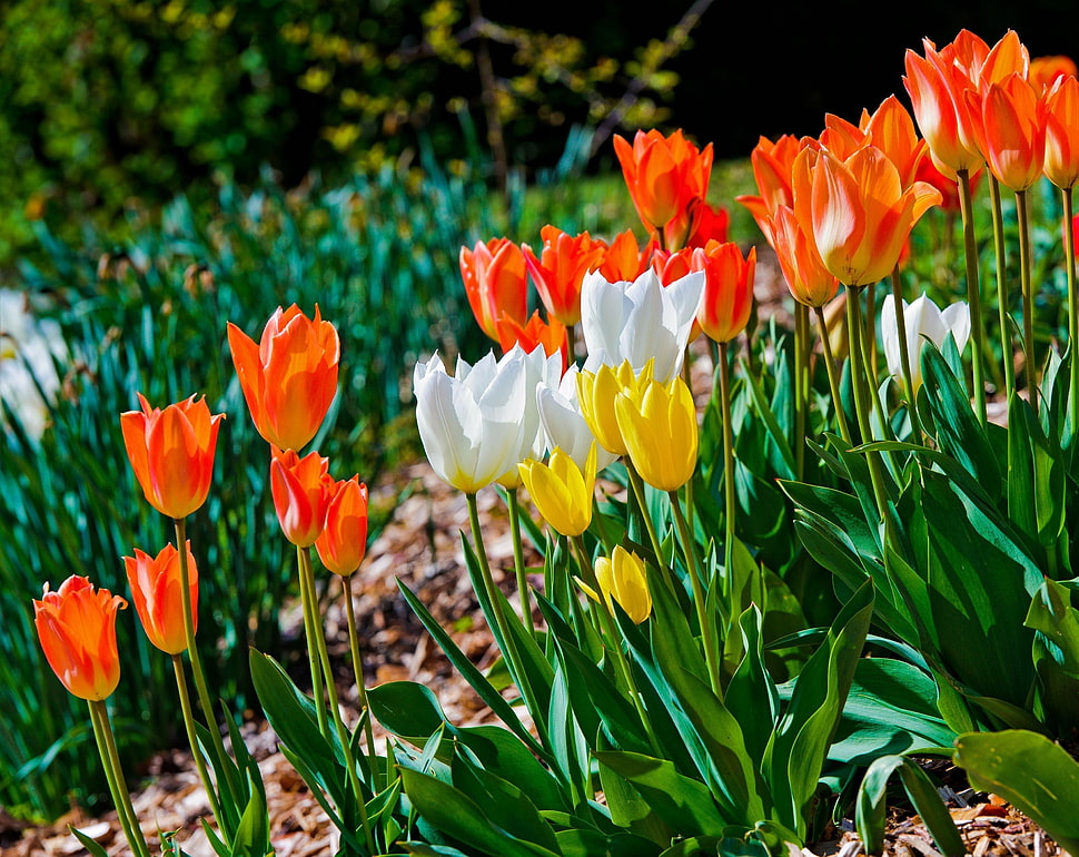 orange, white and yellow tulip flowers during daytime HD wallpaper