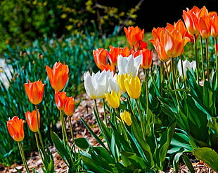 orange, white and yellow tulip flowers during daytime