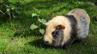 yellow and black Guinea pig eating celery