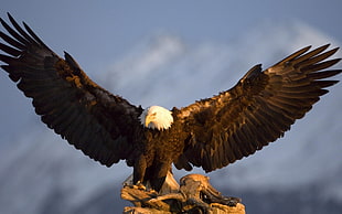 Bald eagle, nature, animals, birds, eagle HD wallpaper
