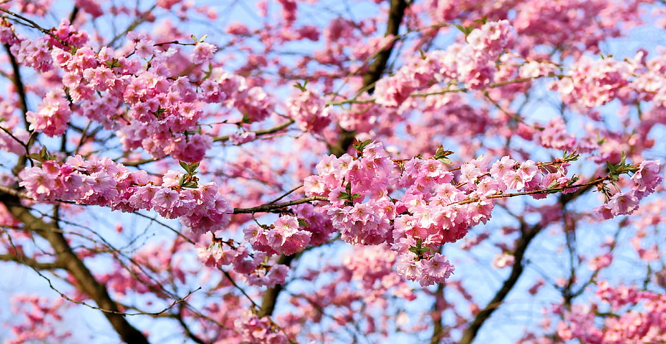pink cherry blossom in bloom at daytime HD wallpaper