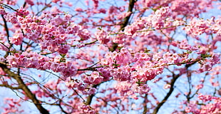 pink cherry blossom in bloom at daytime HD wallpaper