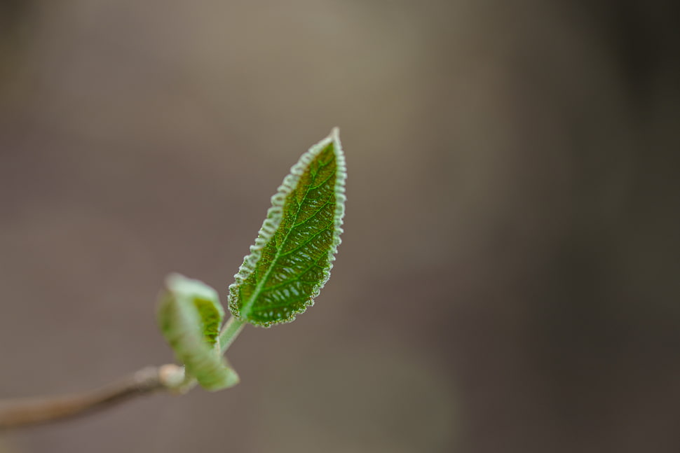 selective focus photography of green leaf HD wallpaper