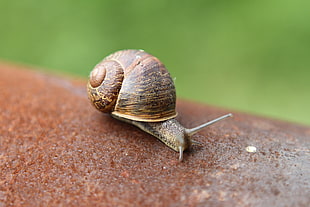 brown snail on brown soil during daytime, rust
