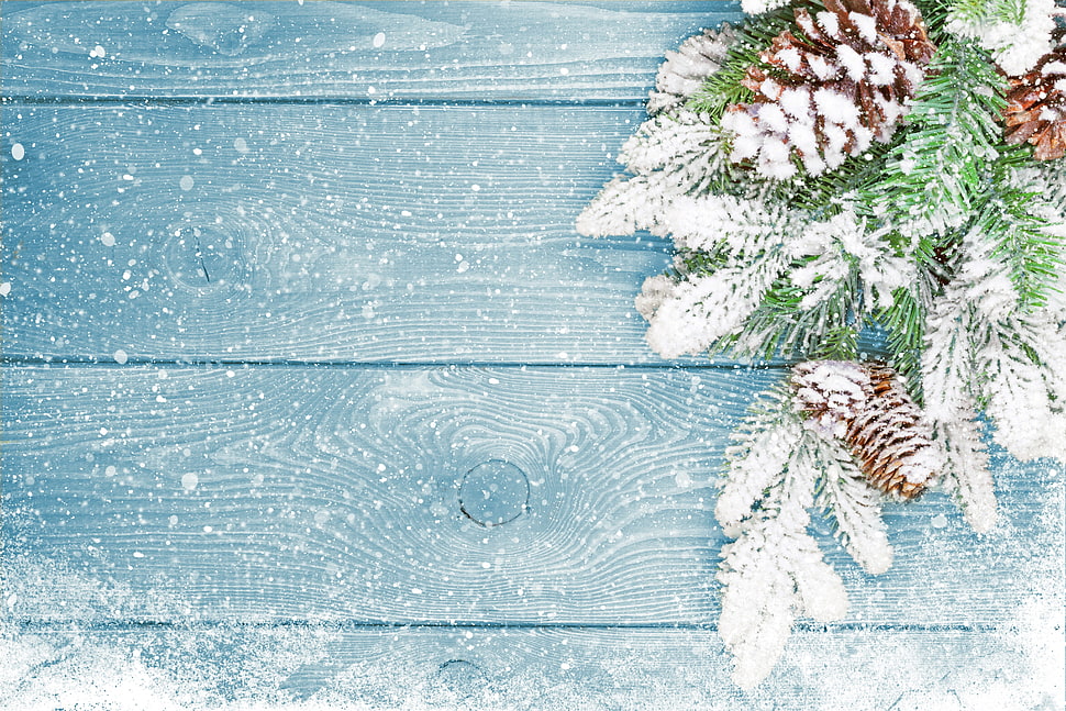 white flowers, Christmas, New Year, fir-tree HD wallpaper