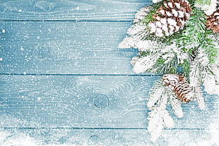 white flowers, Christmas, New Year, fir-tree