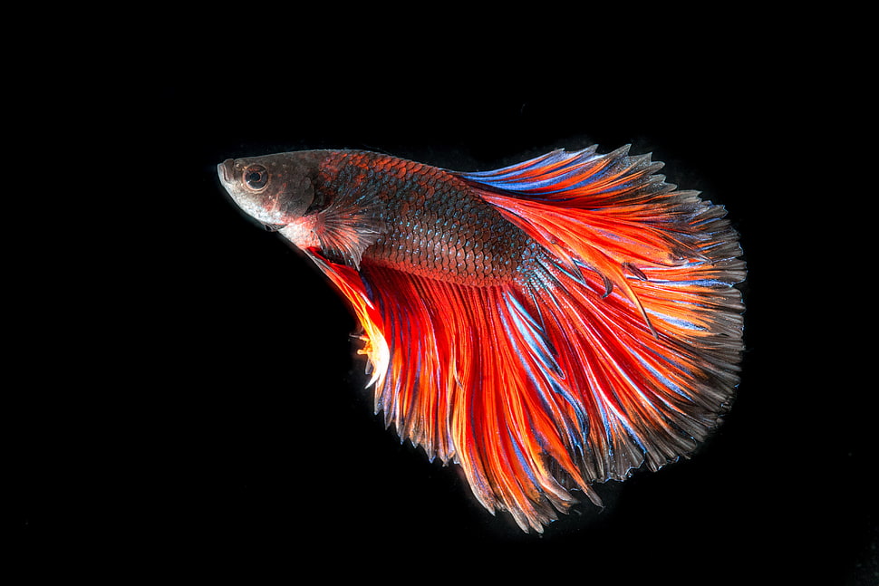 focused photography of red and grey betta fish HD wallpaper