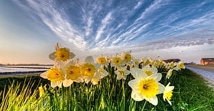 closeup photo of bed of white-and-yellow petaled flowers under by cirrus clouds HD wallpaper