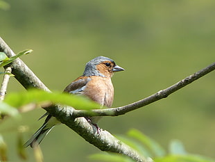 person gray photo of gray and brown bird on tree branch in tilt shift photgraphy, chaffinch
