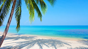 green palm tree, beach, palm trees, sea, horizon HD wallpaper