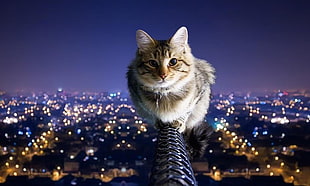 brown Tabby cat on black metal pole over building HD wallpaper