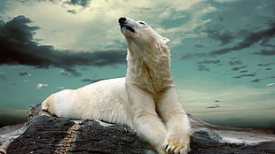 polar bear, animals, nature, rock, polar bears HD wallpaper