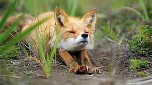 brown fox, fox, animals, nature, stretching