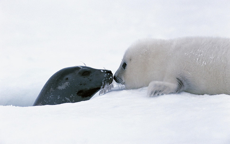 two white and black seals, animals, seals, snow, baby animals HD wallpaper