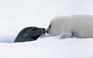 two white and black seals, animals, seals, snow, baby animals