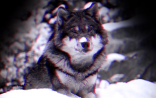 gray and white wolf, anaglyph 3D, wolf, animals