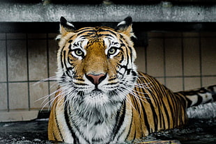 tiger, Tiger, Muzzle, Predator HD wallpaper