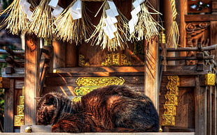 short-coated black cat in front of brown and yellow wooden stairs
