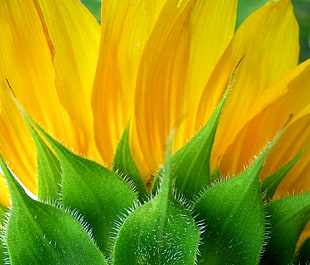 green and yellow leaf plant close-up photo HD wallpaper