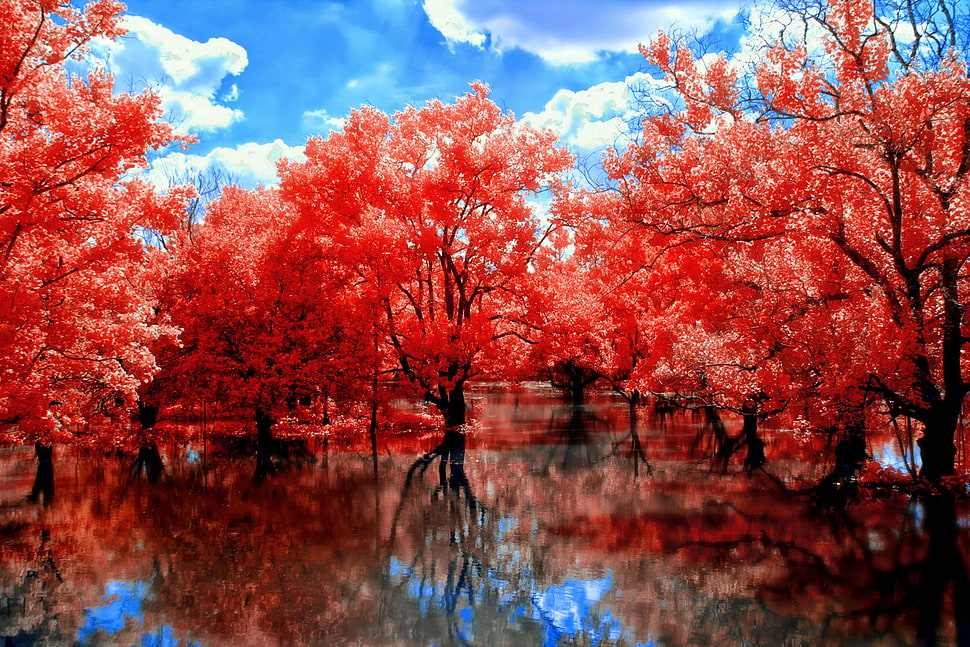 red leaf plant in the shallow water HD wallpaper
