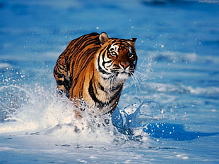 shallow depth of field photo of tiger running on water