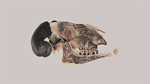 brown and gray bird, skull, horns, artwork