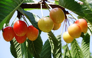 close-up photo of orange fruit