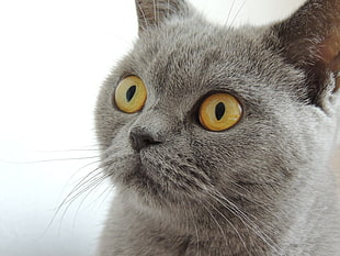 close up photo of Russian blue