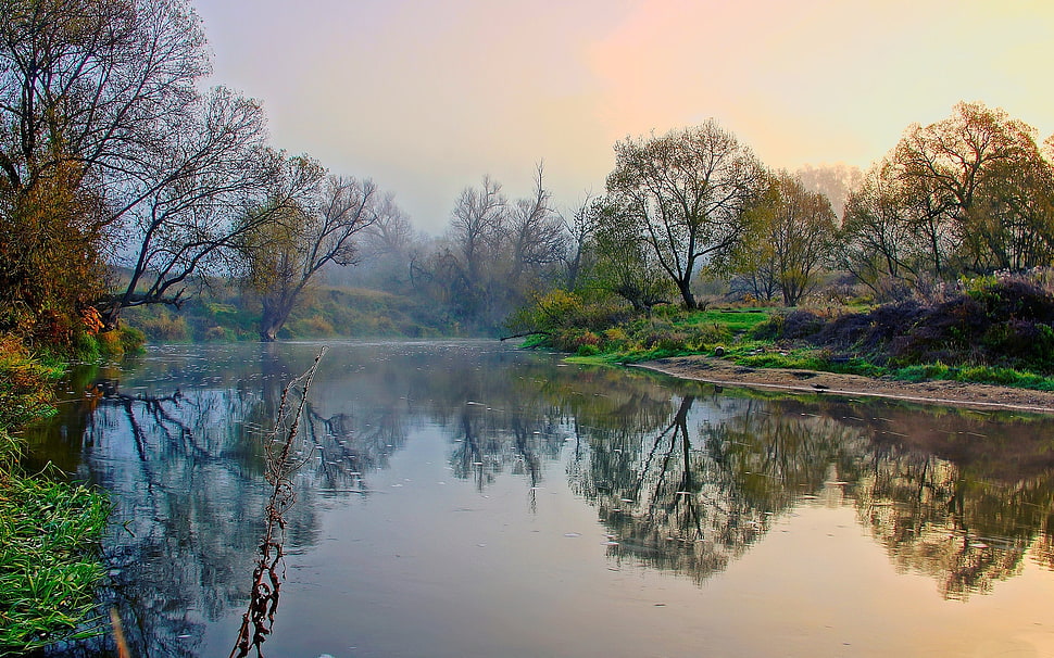 River,  Shore,  Trees,  Mist HD wallpaper