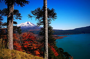trees beside body of water near mountain under blue sky during daytime