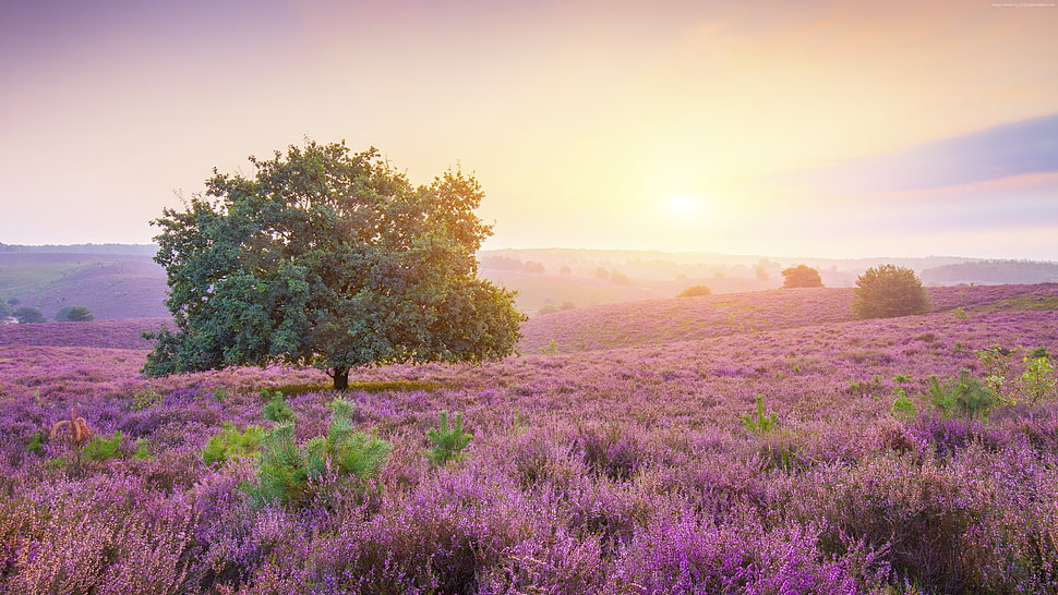 green tree surrounded with lavender field during sunset HD wallpaper