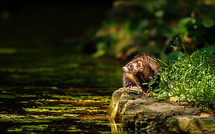 brown squirrel near body of water