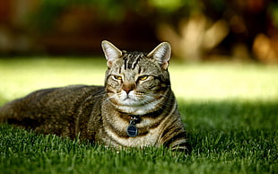 shallow focus photography of cat laying on grass during daytime